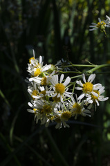 Senecio bonariensis