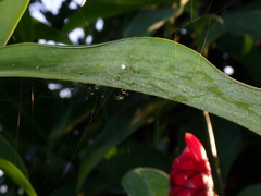 Theridula gonygaster