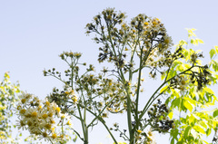 Senecio bonariensis