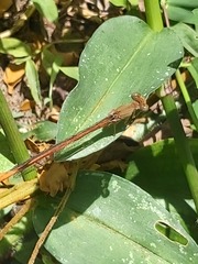 Ceriagrion