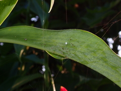 Theridula gonygaster