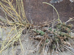 Allenrolfea occidentalis