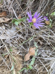 Symphyotrichum pratense