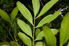 Owenia venosa