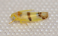 Empoa