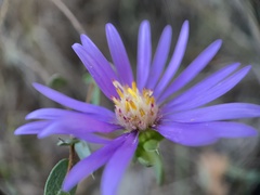 Symphyotrichum pratense