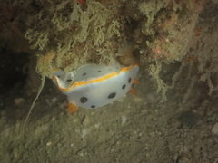 Chromodoris orientalis