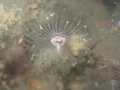 Tubulariidae