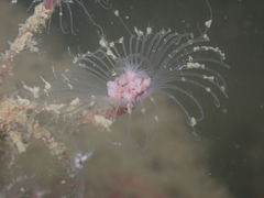 Tubulariidae