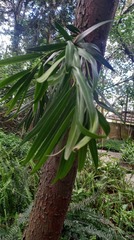 Podocarpus oleifolius