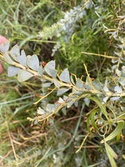 Acacia pravissima
