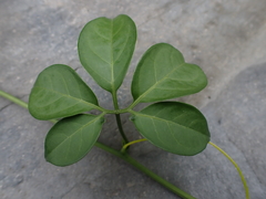 Neoalsomitra clavigera