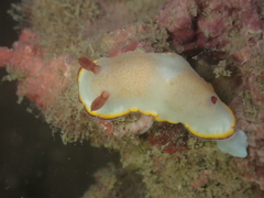 Goniobranchus sinensis