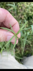 Geranium dissectum