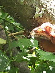 Auricularia auricula-judae