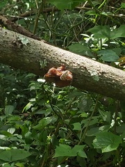 Auricularia auricula-judae