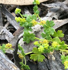 Hydrocotyle foveolata