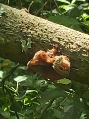 Auricularia auricula-judae
