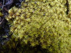 Leptodontium paradoxum