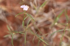 Rostellularia adscendens clementii