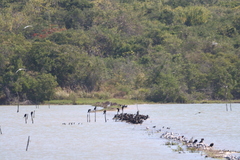 Nannopterum brasilianum
