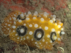 Phyllidia ocellata