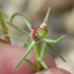 Portulaca suffrutescens