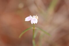 Rostellularia adscendens clementii