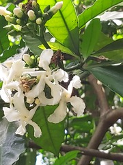 Tabernaemontana ventricosa