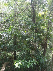 Tabernaemontana ventricosa