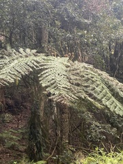 Cyatheaceae