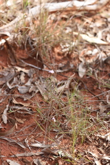 Rostellularia adscendens clementii