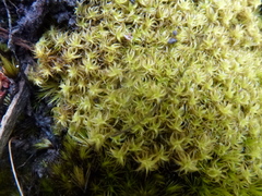 Leptodontium paradoxum