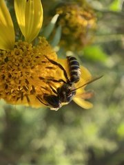 Megachile inimica