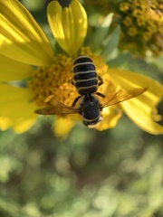 Megachile inimica