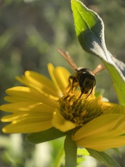 Megachile inimica