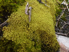 Leptodontium paradoxum