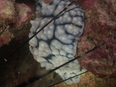 Phyllidiella