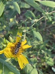 Megachile inimica