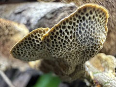 Hexagonia tenuis