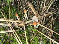 Psilocybe azurescens