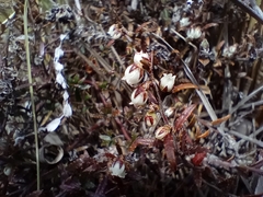 Gaultheria macrostigma