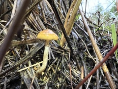 Psilocybe azurescens