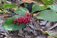 Grevillea laurifolia
