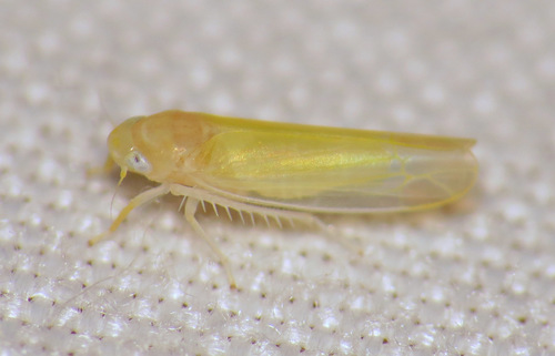 Esurulla Insect Ossiannilssonola serrula · iNaturalist