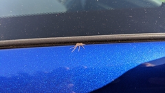 Philodromus aureolus