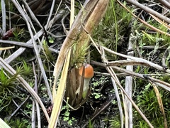 Psilocybe azurescens