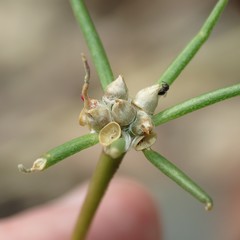 Portulaca suffrutescens