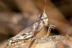 Melanoplus ponderosus