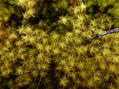 Leptodontium paradoxum